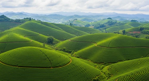 Moc Chau Plateau: Tea Hills and Fried Veal (Be Chao)